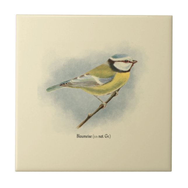 Vintage German Blue Tit Illustration Ceramic Tile (Front)