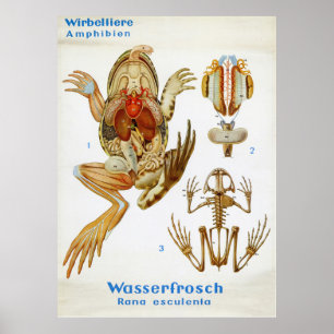 Vintage German Frog Dissection Chart