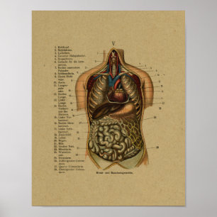 Vintage German Internal Anatomy Print