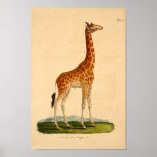 Vintage Giraffe Animal Art Print Natural History