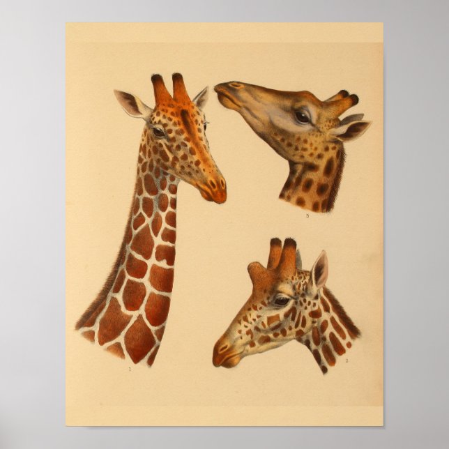 Vintage Giraffe Animal Art Print Natural History (Front)