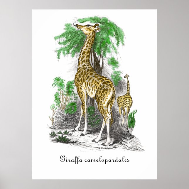 Vintage Giraffe Illustration  Giraffa camelopardal Poster (Front)