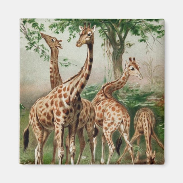 Vintage Giraffe Magnet (Front)