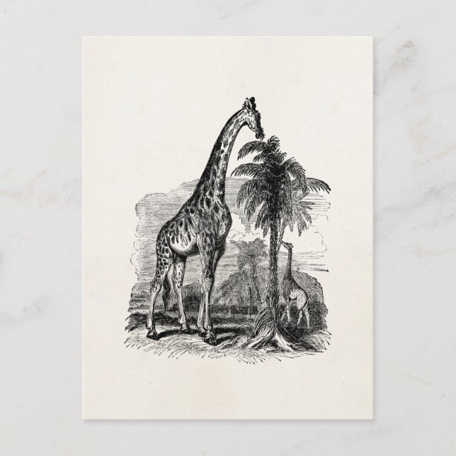 Vintage Giraffe Personalised Animal Illustration Postcard (Front)