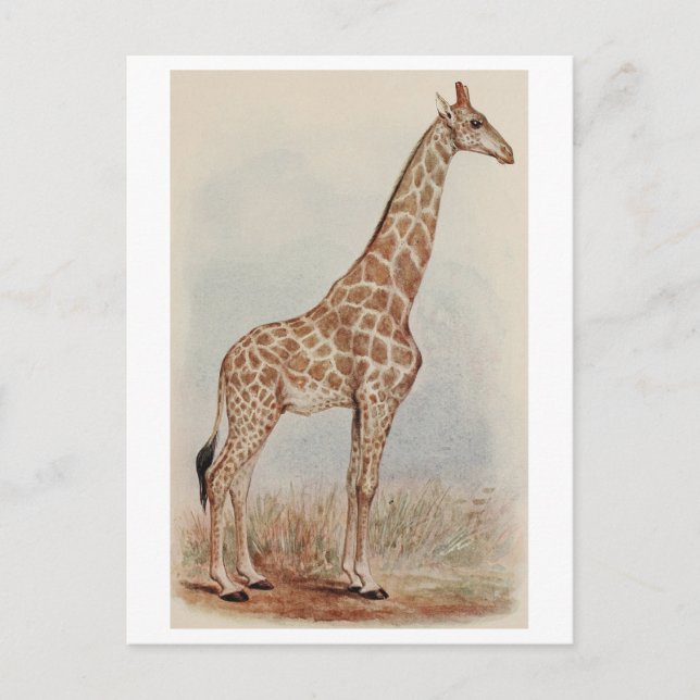 Vintage Giraffe Photo Postcard (Front)