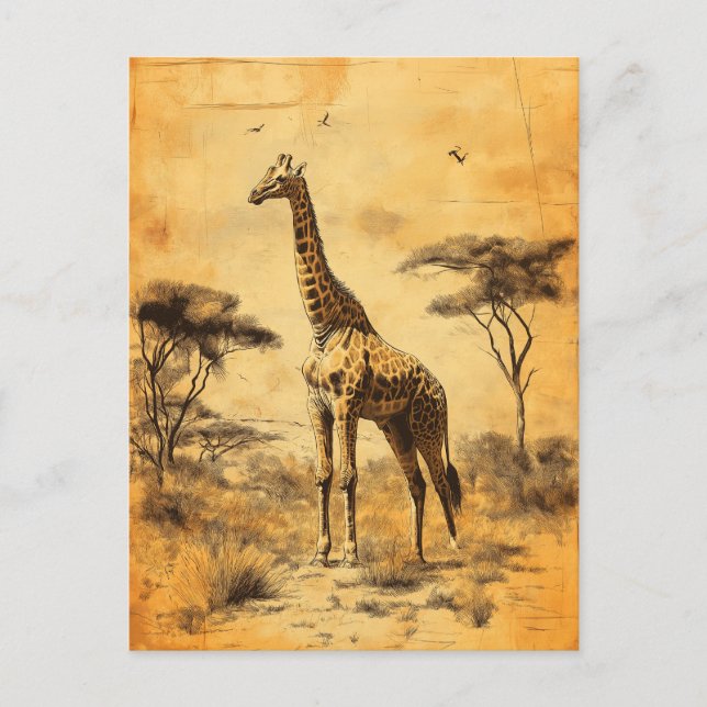 Vintage Giraffe South Africa Savanne Postcard (Front)