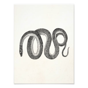 Vintage Glass Snake - Reptile Template Blank Photo Print