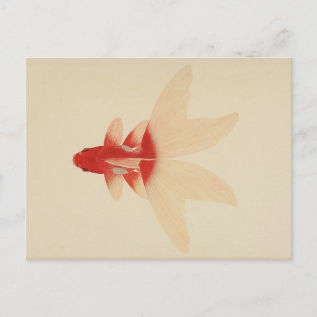 Vintage Gold Fish Postcard (Front)