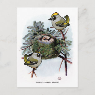Vintage Golden-crowned Kinglet Postcard