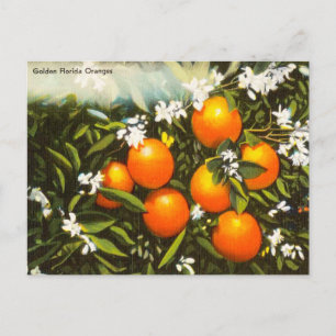 Vintage Golden Florida Oranges Travel Postcard