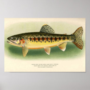 Vintage Golden Trout Art Poster