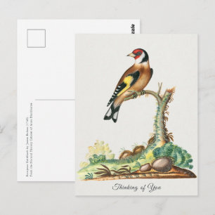 Vintage Goldfinch Bird Greetings From Postcard