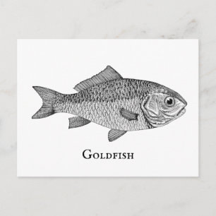 Vintage Goldfish Illustration Postcard