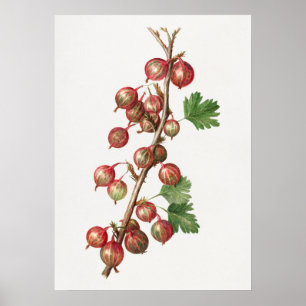 Vintage Gooseberries Illustration Poster