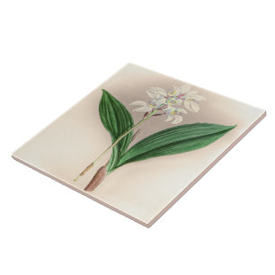 Vintage Govenia Deliciosa Orchid Flower Ceramic Tile