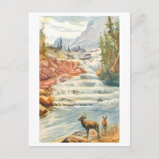 Vintage Grant's Steps Falls, Alberta, Postcard (Front)