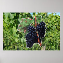 vintage grape poster
