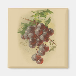 Vintage grapes magnet