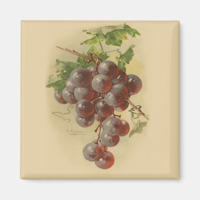 Vintage grapes magnet (Front)