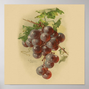 Vintage grapes poster