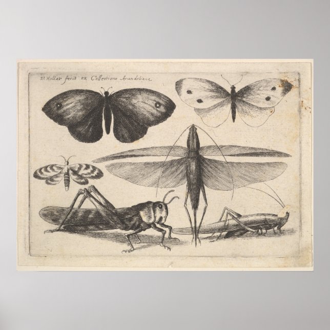 Vintage Grasshopper Entomology Insect Print (62) (Front)