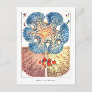 Vintage Great Barrier Reef Anemones Postcard