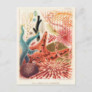 Vintage Great Barrier Reef Australia Echinoderms Postcard