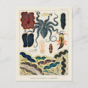 Vintage Great Barrier Reef Molluscs and Planarians Postcard