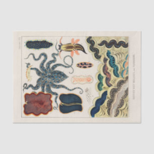 Vintage Great Barrier Reef Molluscs and Planarians Tissue Paper