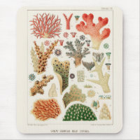 Vintage Great Barrier Reef of Australia Corals