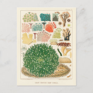 Vintage Great Barrier Reef of Australia Corals Postcard