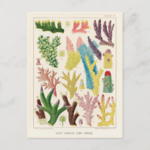 Vintage Great Barrier Reef of Australia Corals Postcard