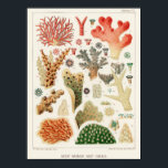 Vintage Great Barrier Reef of Australia Corals Poster<br><div class="desc">Great Barrier Reef Corals from The Great Barrier Reef of Australia (1893) by William Saville-Kent (1845-1908).</div>