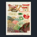 Vintage Great Barrier Reef of Australia Corals Poster<br><div class="desc">Great Barrier Reef Corals from The Great Barrier Reef of Australia (1893) by William Saville-Kent (1845-1908).</div>
