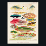 Vintage Great Barrier Reef of Australia Fishes Poster<br><div class="desc">Great Barrier Reef Fishes from The Great Barrier Reef of Australia (1893) by William Saville-Kent (1845-1908).</div>