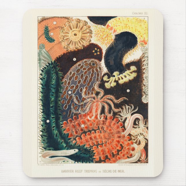 Vintage Great Barrier Reef Trepang or Bêche-de-Mer Mouse Pad (Front)