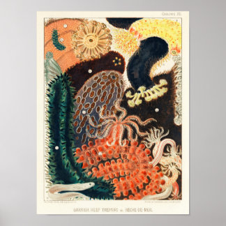 Vintage Great Barrier Reef Trepang or Bêche-de-Mer Poster