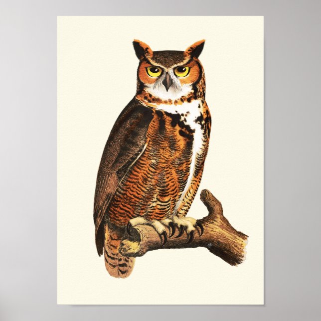 Vintage great horned owl drawing poster (Front)