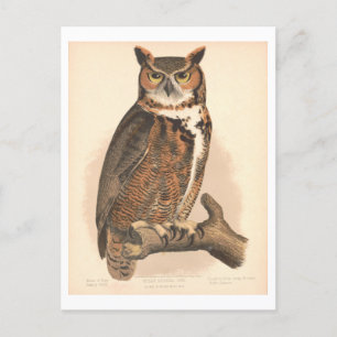 Vintage Great Horned Owl Illustration Postcard