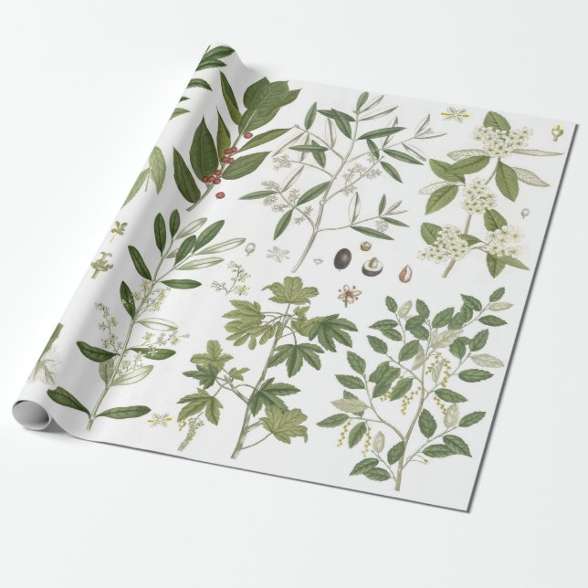 Vintage Green Plants Wrapping Paper (Unrolled)