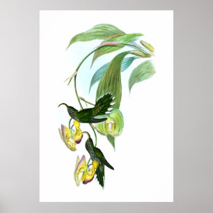 Vintage Green Sickle Bill Hummingbird Poster