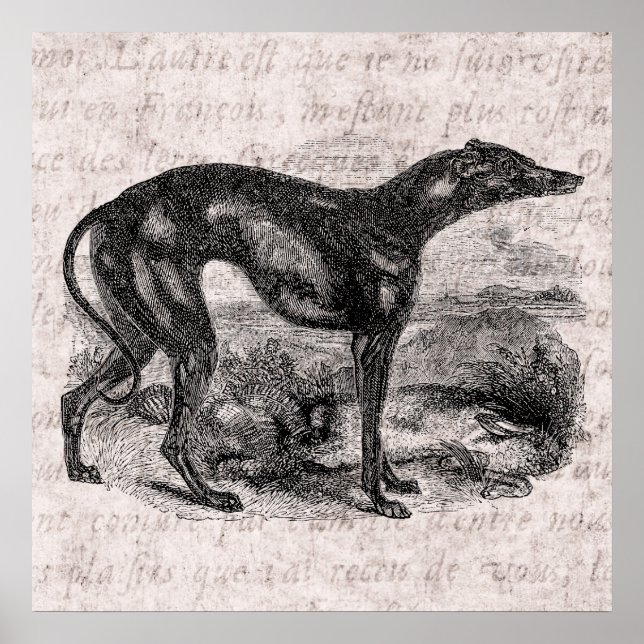 Vintage Greyhound Dog 1800s Greyhounds Dogs Poster (Front)