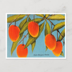 Vintage Haden Mangoes, Florida Travel Postcard