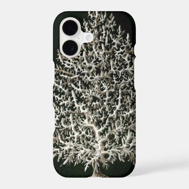 Vintage Haeckel (Back)