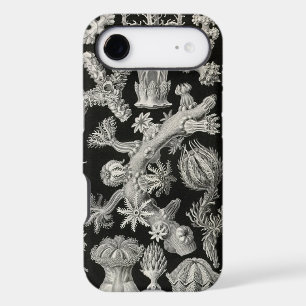 Vintage Haeckel