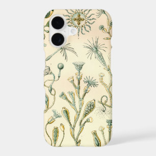 Vintage Haeckel