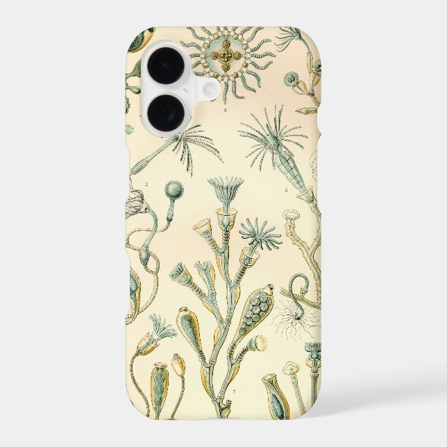 Vintage Haeckel (Back)
