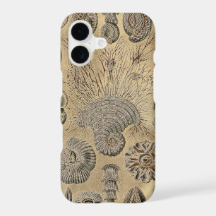 Vintage Haeckel