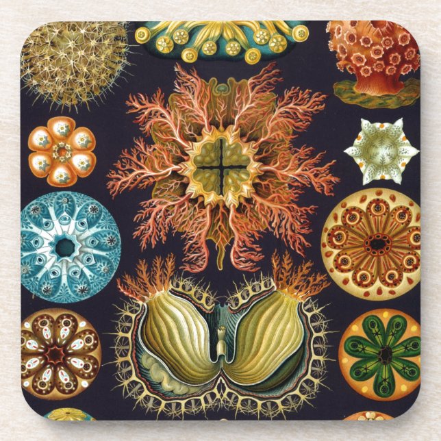 Vintage Haeckel Coaster (Front)