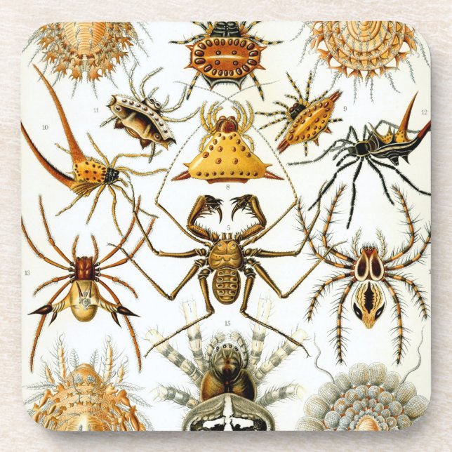 Vintage Haeckel Coaster (Front)